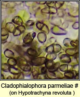 Cladophialophora parmeliae
