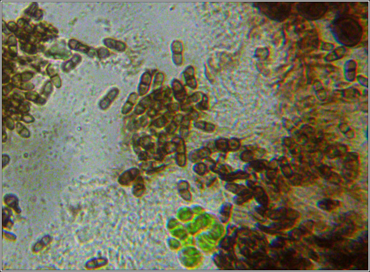 Lichenodiplis lichenicola