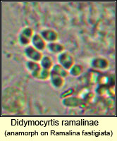 Didymocyrtis ramalinae, anamorph