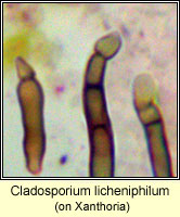 Cladosporium licheniphilum