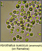 Abrothallus suecicus, anamorph