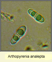 Arthopyrenia analepta, spores