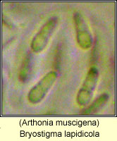 Bryostigma lapidicola, Arthonia muscigena