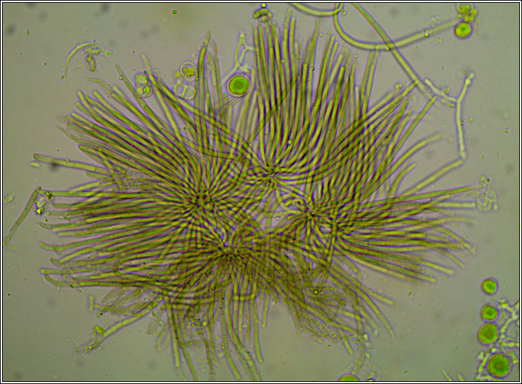 Psammina filamentosa