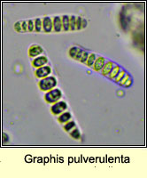 Graphis pulverulenta