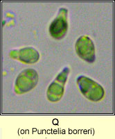 Q on Punctelia borreri