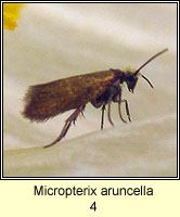 Micropterix aruncella