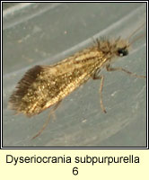 Eriocrania subpurpurella