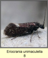 Eriocrania unimaculella
