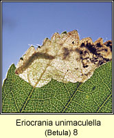 Eriocrania unimaculella