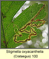 Stigmella oxyacanthella