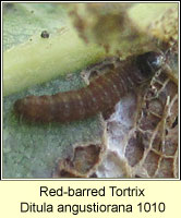 Red-barred Tortrix, Ditula angustiorana
