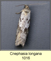 Cnephasia longana