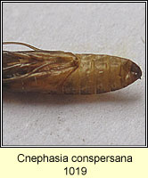 Cnephasia conspersana