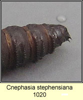 Cnephasia stephensiana