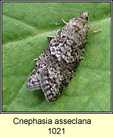 Cnephasia asseclana