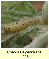 Cnephasia genitalana