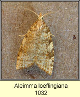 Aleimma loeflingiana