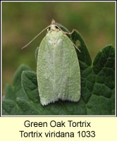 Green Oak Tortrix, Tortrix viridana