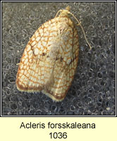 Acleris forsskaleana