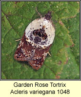Garden Rose Tortrix, Acleris variegana