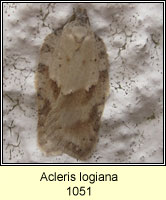 Acleris logiana