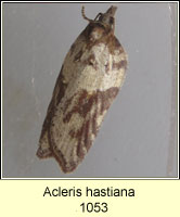 Acleris hastiana