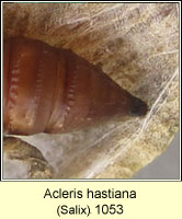 Acleris hastiana