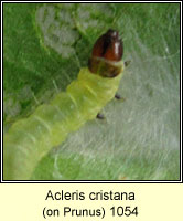 Acleris cristana