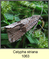 Celypha striana