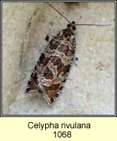 Celypha rivulana