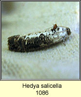 Hedya salicella