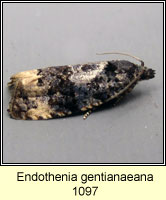 Endothenia gentianaeana