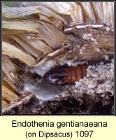 Endothenia gentianaeana