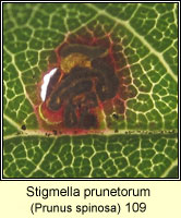 Stigmella prunetorum