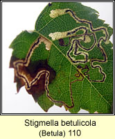 Stigmella betulicola