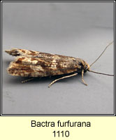 Bactra furfurana