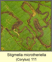 Stigmella microtheriella (leaf mine)