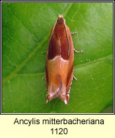 Ancylis mitterbacheriana