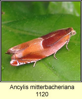 Ancylis mitterbacheriana