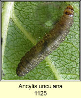 Ancylis unculana