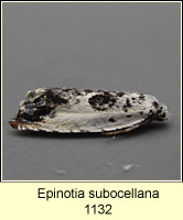 Epinotia subocellana