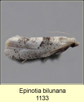 Epinotia bilunana