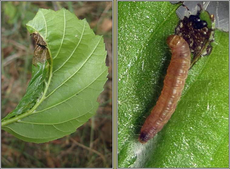 Epinotia immundana, larva