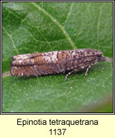 Epinotia tetraquetrana