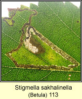 Stigmella sakhalinella (leaf mine)
