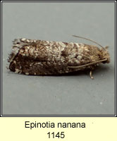 Epinotia nanana
