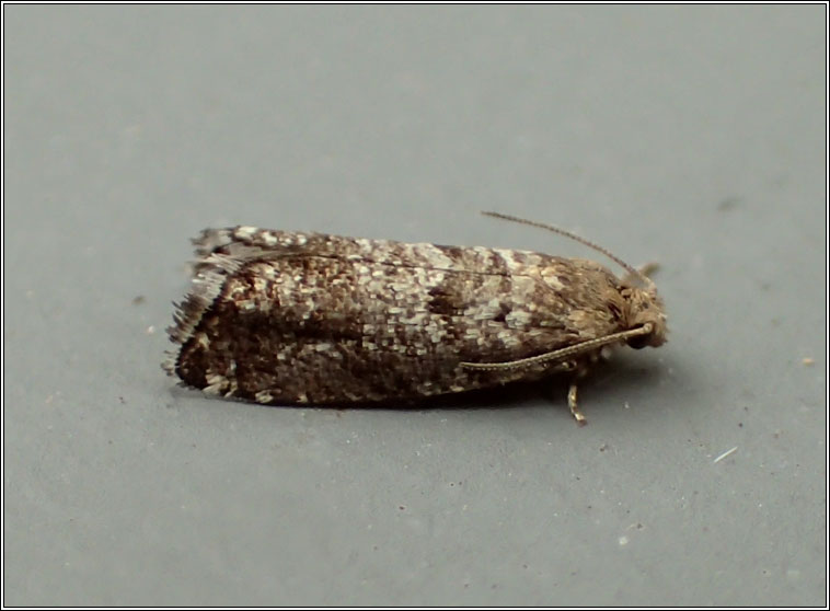 Moths - Epinotia nanana