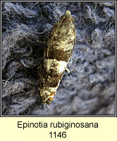 Epinotia rubiginosana