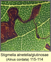 Stigmella alnetella/glutinosae